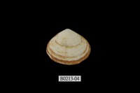 藏品(尖峰蛤)的圖片